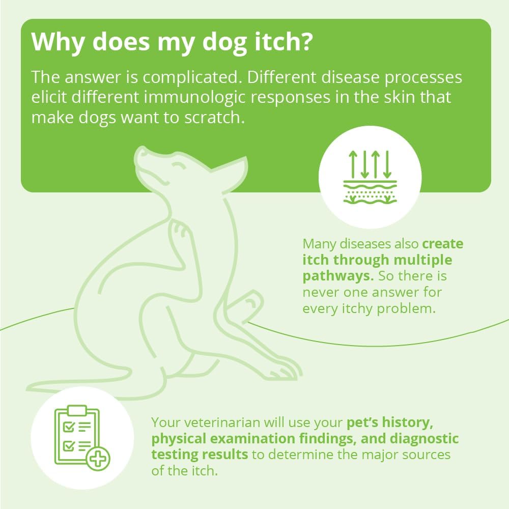 DermAllay Oatmeal Shampoo, 12 Ounce