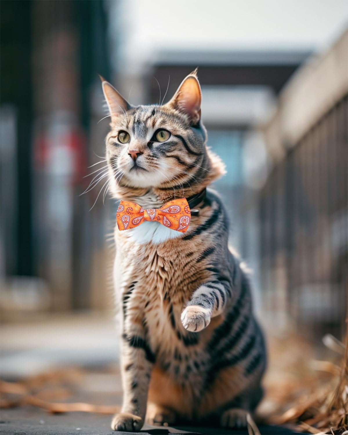 PET SHOW 10 Pack Paisley Small Dog Bow Ties Sliding Collar Attachments Puppy Cats Floral Bowties for Medium Dogs Classy Bowknots Party Holiday Pet Grooming Accessories(Small)