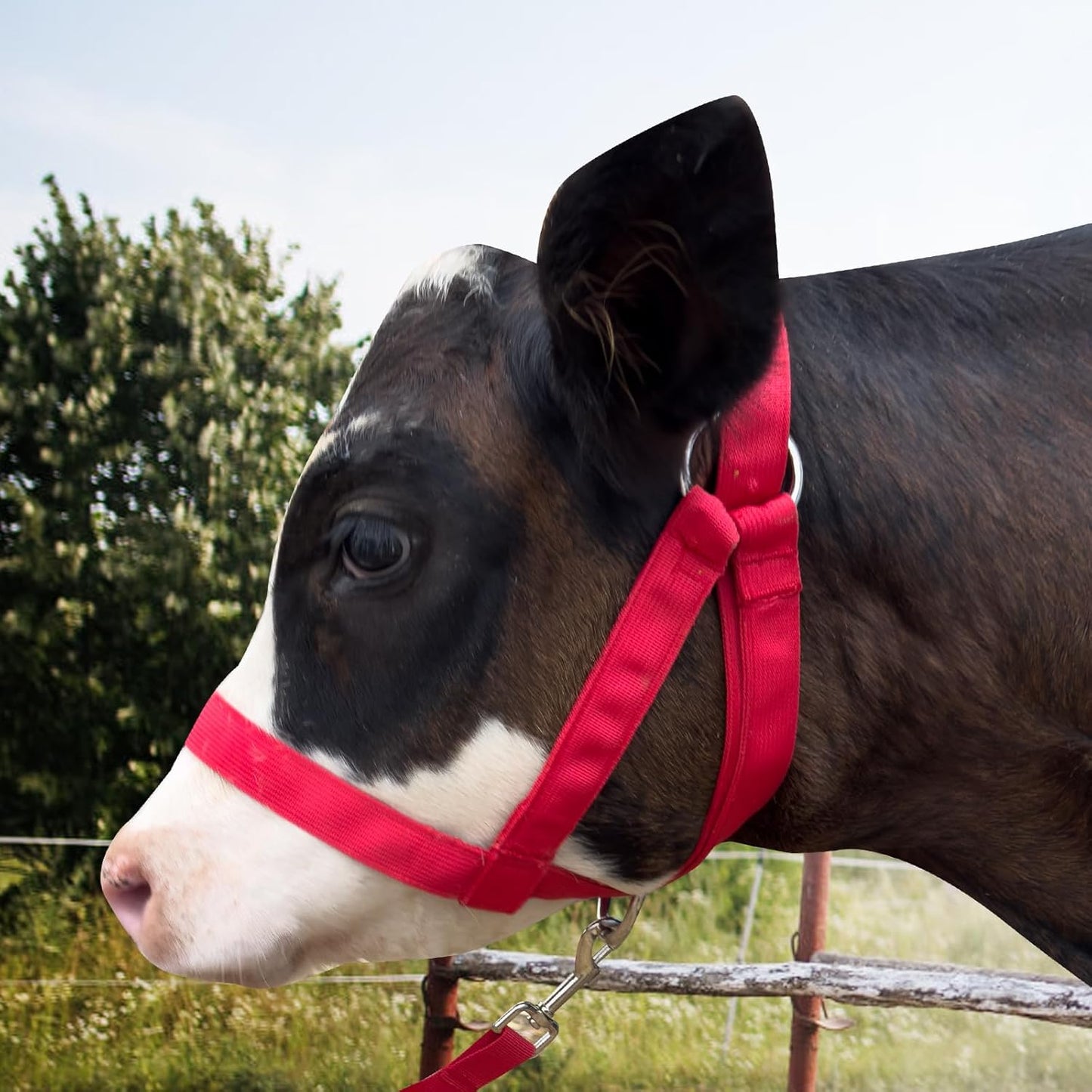 XUANNIAO Easily Adjustable Figure 8 Cow Halter, Double-Ply Premium Livestock Cattle Halters, Colorful Cow Utility Calf Halter with Leading Rope for Miniature Horse Donkey Goat Foal (Small, Red)