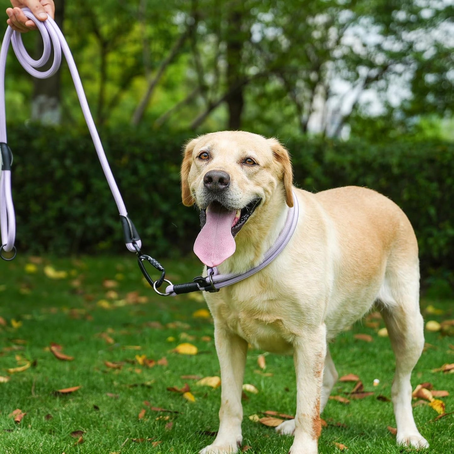 Rope Dog Leash, 4 ft Heavy Duty Dog Leash with Aviation Aluminum Auto Locking Carabiner, Strong Nylon Pet Lead for Small, Medium, Large Dogs (Purple, 4FT)