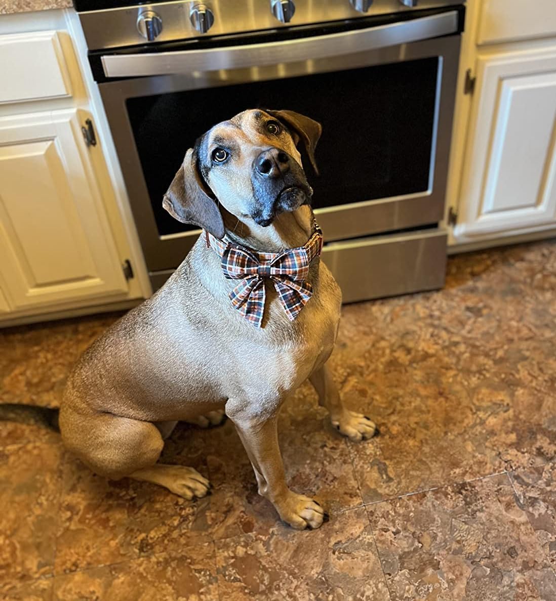 Lionet Paws Halloween Dog Collar with Bowtie - Cute Cotton Adjustable Fall Bowtie Dog Collar with Metal Buckle for Small Medium Large Dog Girl Boy Gift, L, Neck 16-24in