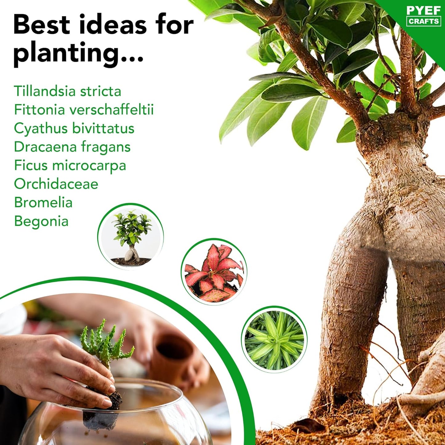 DIY Terrarium Kit for Adults – Build Your Own Self‑Sustaining Closed Ecosystem – 34 fl oz (1‑Liter) Glass Terrarium – Succulents, Air Plants, Fittonia, Fern – Plants Not Included