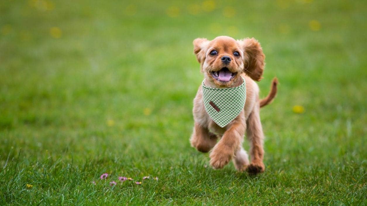 Lionet Paws Dog Bandana for Small Medium Large Dogs, Cat Dogs Kerchief Triangle Bibs Scarf for Girl or Boy