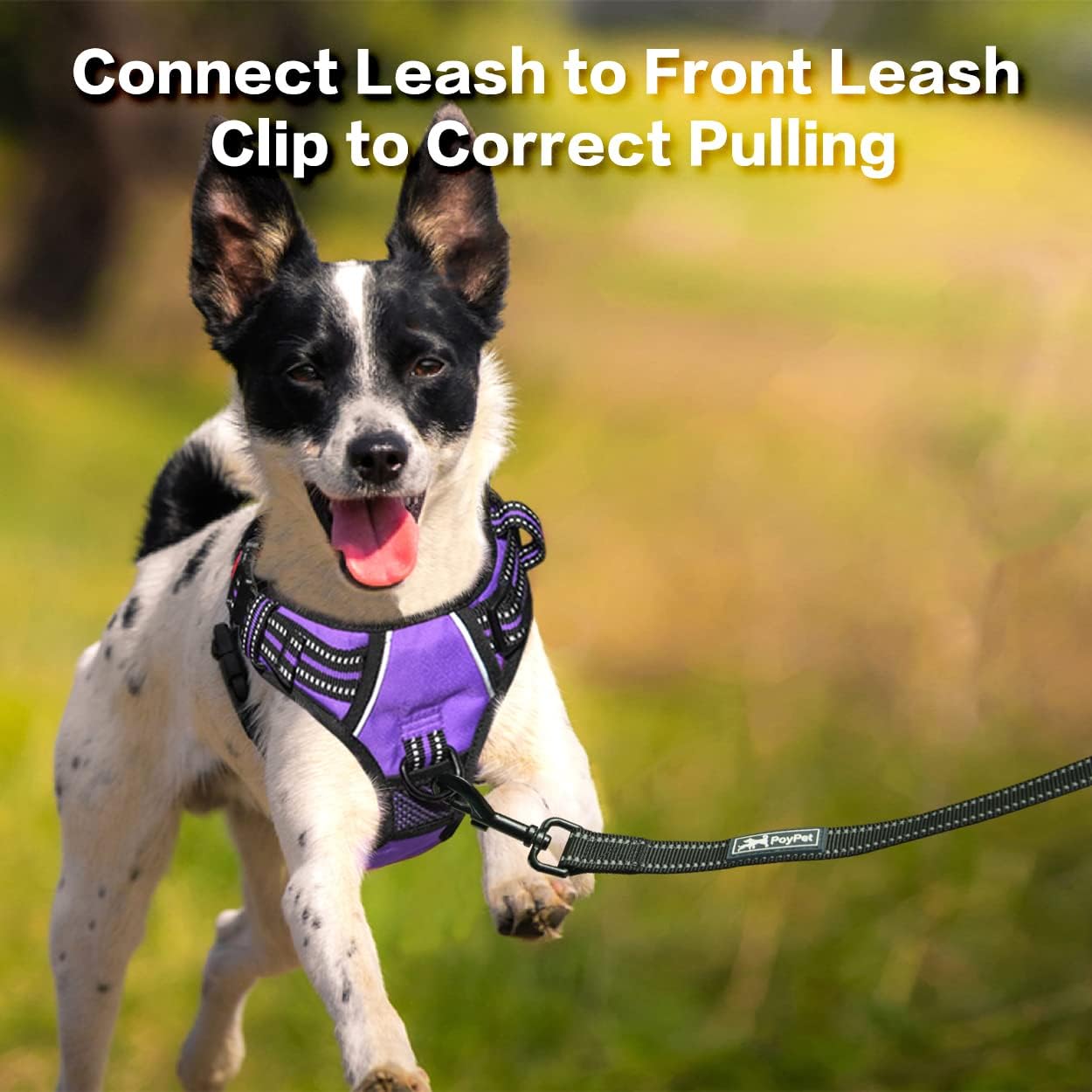 PoyPet No Pull Dog Harness, No Choke Front Clip Reflective Dog Vest with Soft Padded Vertical Handle, 3 Leash Attachments for Small Medium Large Dogs (Purple,M)