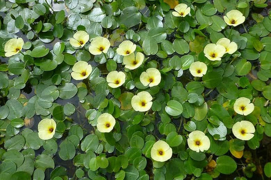 Floating Plants for Water Gardens and Ponds (Water Poppy)