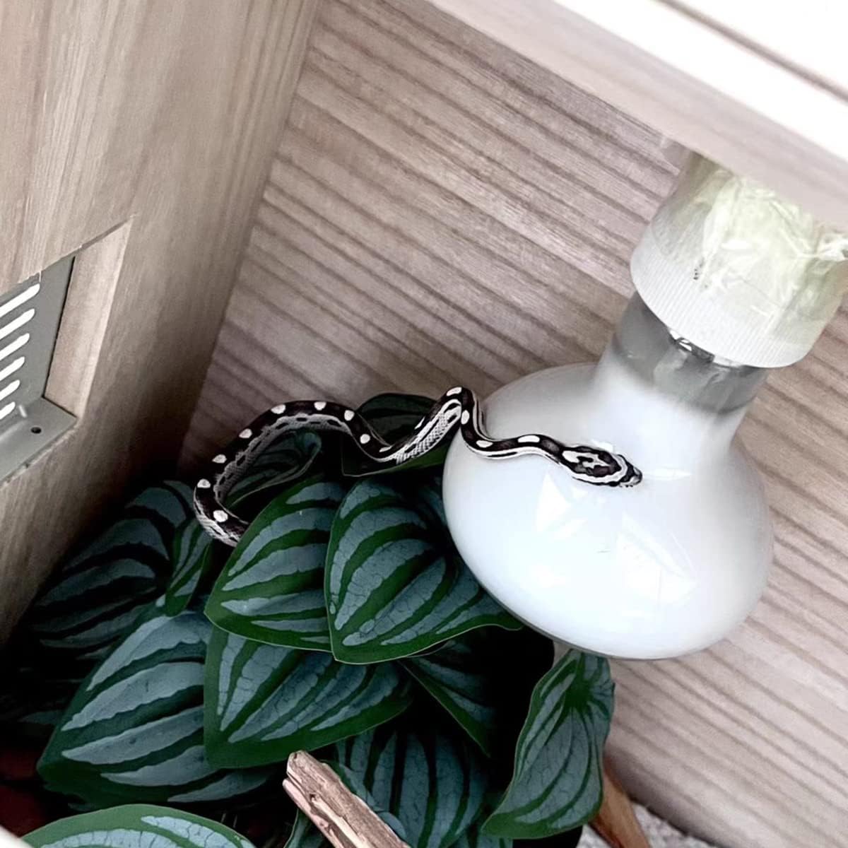 Reptile Plants for Terrarium Decor,Amphibian Habitat Decor,Artificial Plants for Gecko Chameleon Snake Tortoise Tank Accessories with Base (Green Watermelon peperomia)