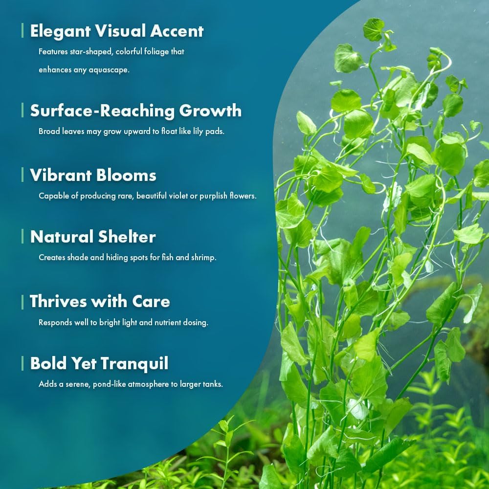 SubstrateSource Live Plant - Tall Grass, Vallisneria Torta - Easy Care, Moderate to High Light, Bright Green Accent, Freshwater Aquatic Plant for Aquascaping - Lead Bunch