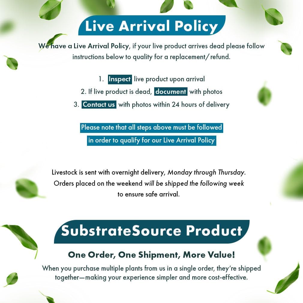 SubstrateSource Live Plants – Mini Rice Paddy Herb (Limnophila aromatica) – Medium to High Light, Green to Reddish-Purple, Midground Accent – Lead Bunch, 1 Pack