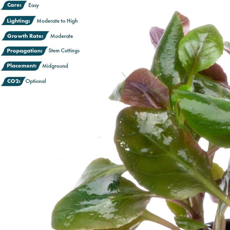 SubstrateSource Live Plants - Cardinal Flower (Lobelia cardinalis) - Moderate to High Light Aquarium Display, Bright Green Accent, Midground Placement for Aquascaping, Stem Aquatic Plant - Pot