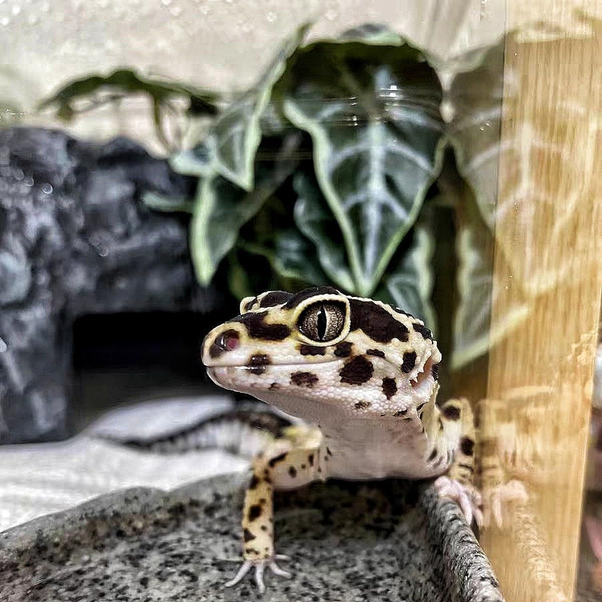 Reptile Plants,Terrarium Decor,Amphibian Habitat Decor,Artificial Plants for Gecko Chameleon Snake Tortoise Tank Accessories with Base(Alocasia)