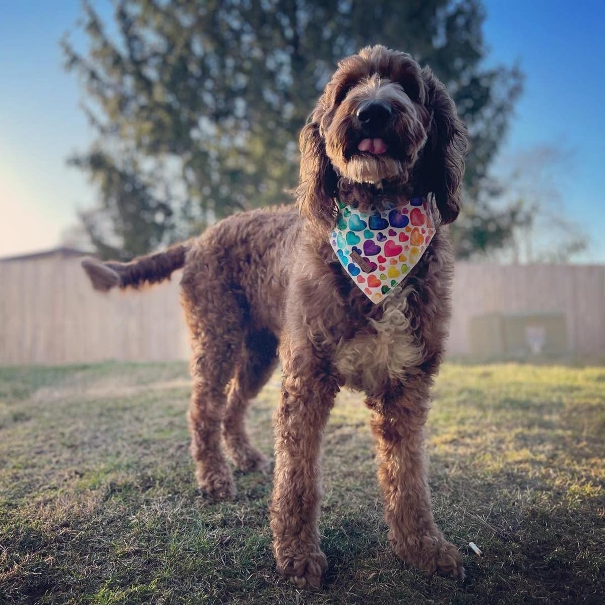 Lionet Paws Valentine's Dog Bandana,Fabric Love Dogs Kerchief for Medium Large Dogs,Dog Triangle Cotton Scarf for Girl Boy