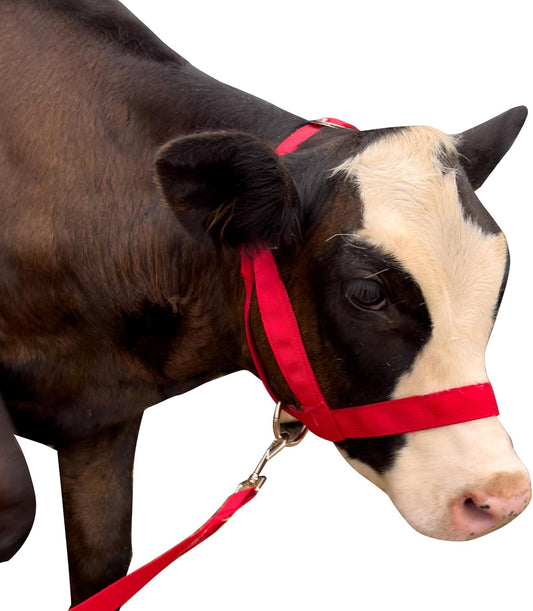 XUANNIAO Easily Adjustable Figure 8 Cow Halter, Double-Ply Premium Livestock Cattle Halters, Colorful Cow Utility Calf Halter with Leading Rope for Miniature Horse Donkey Goat Foal (Medium, Red)