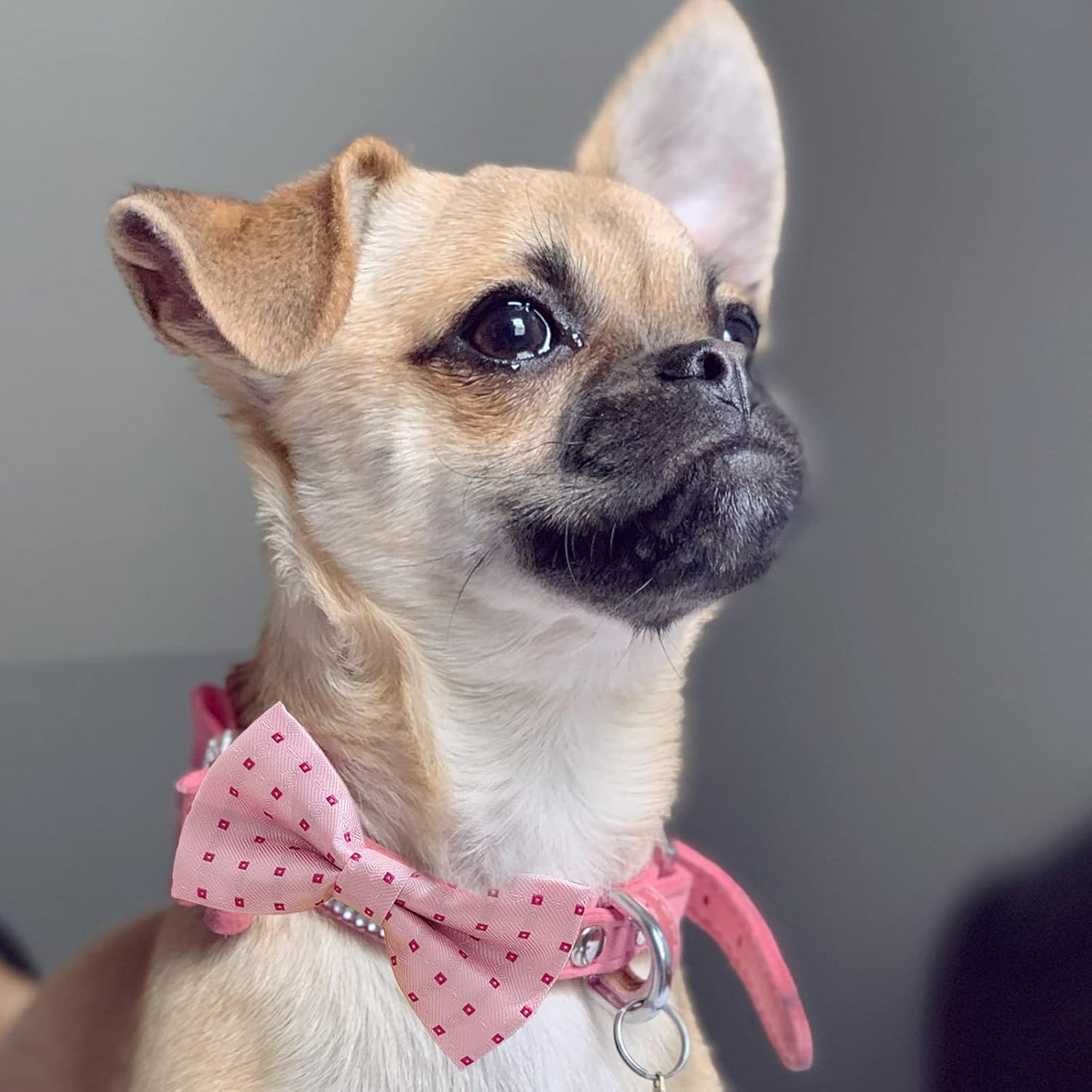 Dog Bow Tie / 50 Pcs Adjustable Elastic Rubber Band Double Layer Bow Ties for Small Medium Large Dogs & Big Cats Pet Collar Charms Accessories Bowties for Birthday Wedding Parties(50 Pcs)