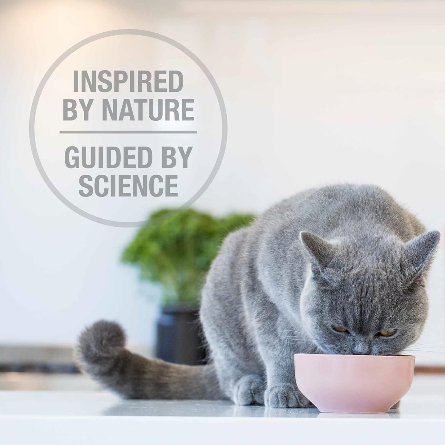 Feline Natural High Protein Dry Cat Food, Freeze-Dried Diet with 98% Meat, Organs & Seafood, No Peas, Grains, or Artificial Additives, Made in New Zealand, Lamb, 11oz