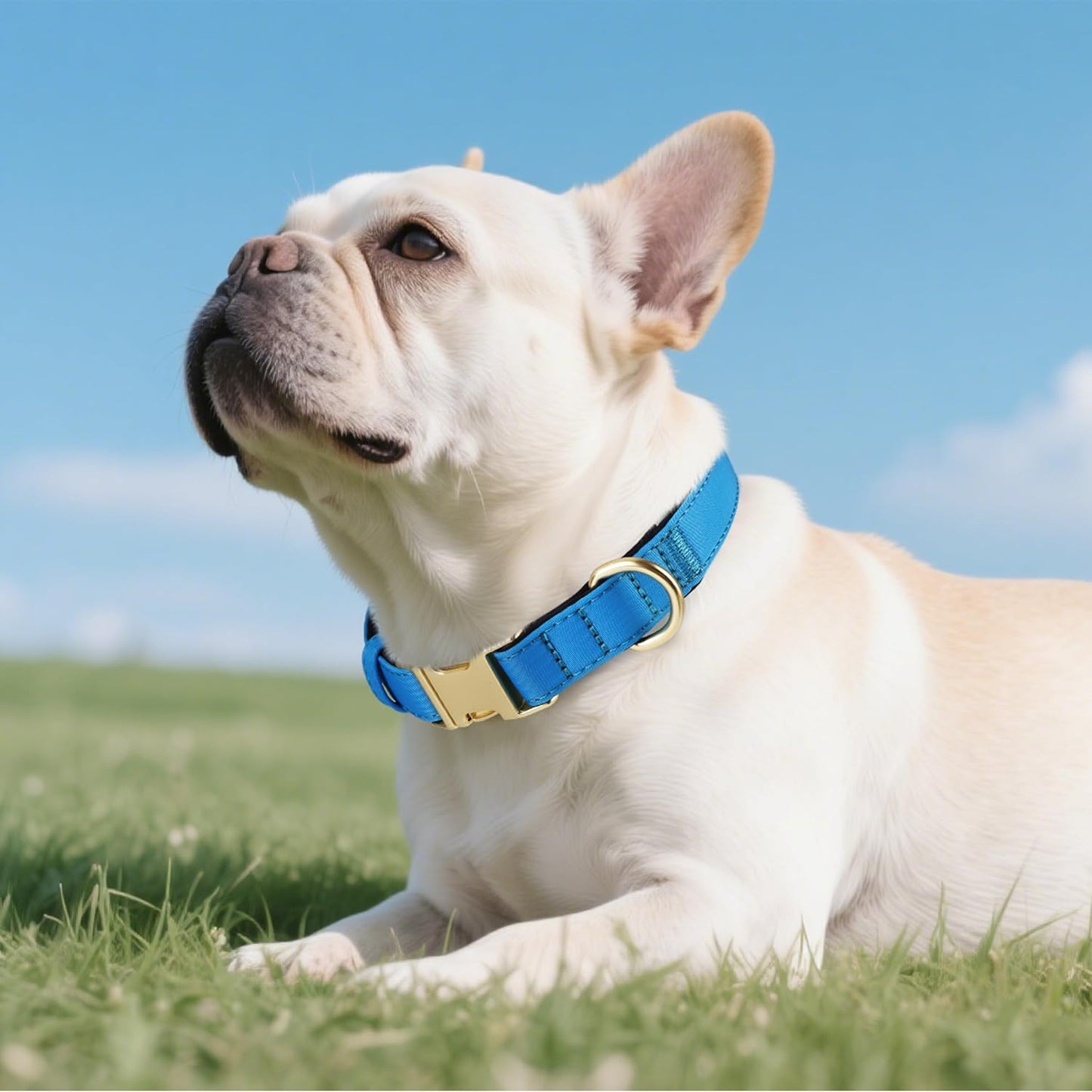 Didog Soft Padded Dog Collars for Small Dogs, Colorful and Durable Dog Collar with Quick Release Buckle, Light and Breathable for Daily Walking, Blue, S