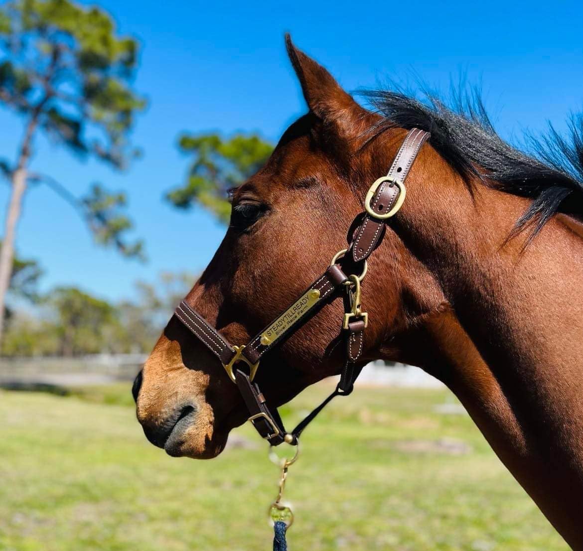 Leaders Leather Halter for Horses with Customized Engraved Name Plate Option Halter for Horse
