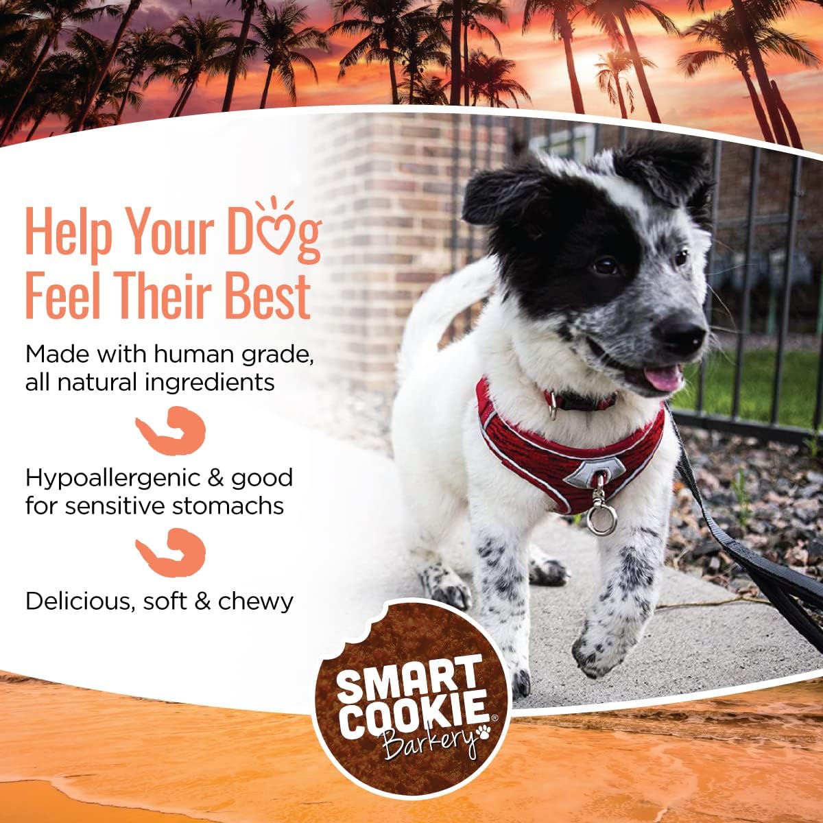 Smart Cookie All Natural Dog Treats - Shrimp & Coconut - Training Treats for Dogs with Allergies, Sensitive Stomachs - Soft Dog Treats, Chewy, Grain Free, Human-Grade, Made in USA - 5oz, Pack of 3