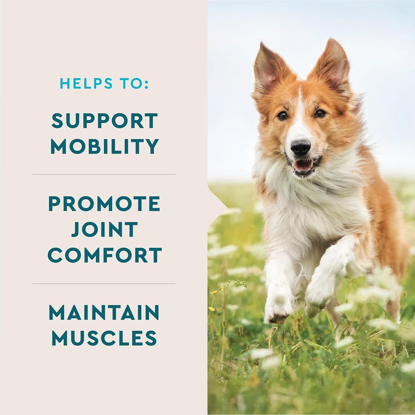 VetIQ Advanced Hip & Joint Chews For Dogs, 60 Count, Chicken Flavored Supplements Made with Glucosamine, Omega 3’s, Chondroitin, MSM & Green Lipped Mussel, Increases Mobility & Maintains Muscles