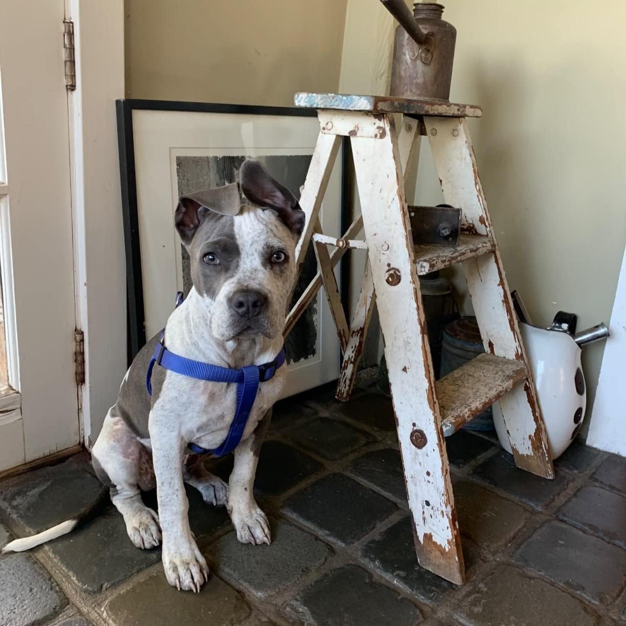 PUPTECK No Pull Dog Harness Soft Adjustable Basic Nylon Step in Puppy Vest Outdoor Walking with ID Tag X-Small