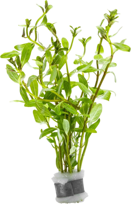 SubstrateSource Live Plants - Ammannia Sulawesi - Orange to Pink Stem Plant for High Light Freshwater Aquarium Aquascapes, Midground to Background, Orange, Pink, Green Accent - Lead Bunch