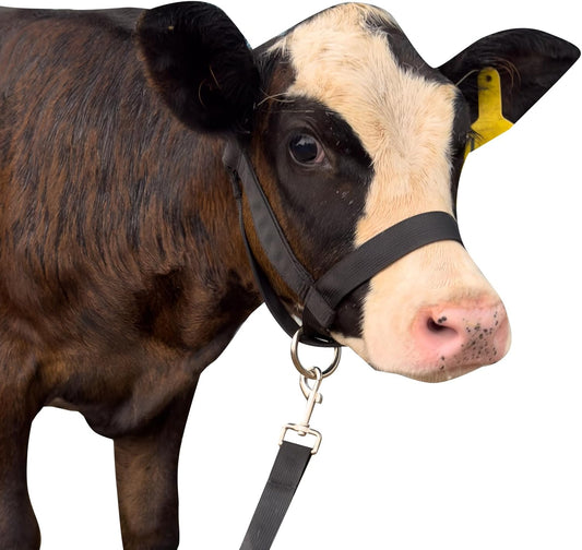 XUANNIAO Easily Adjustable Figure 8 Cow Halter, Double-Ply Premium Livestock Cattle Halters, Colorful Cow Utility Calf Halter with Leading Rope for Miniature Horse Donkey Goat Foal (Medium, Black)