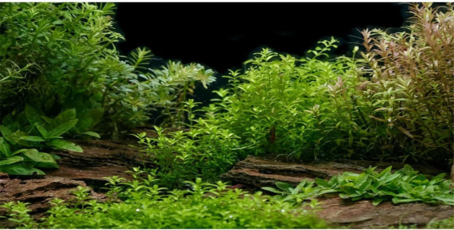 AWERT Aquarium Background River Bed & Lake Aquatic Plant Fish Tank Background Vinyl 48x24 inches