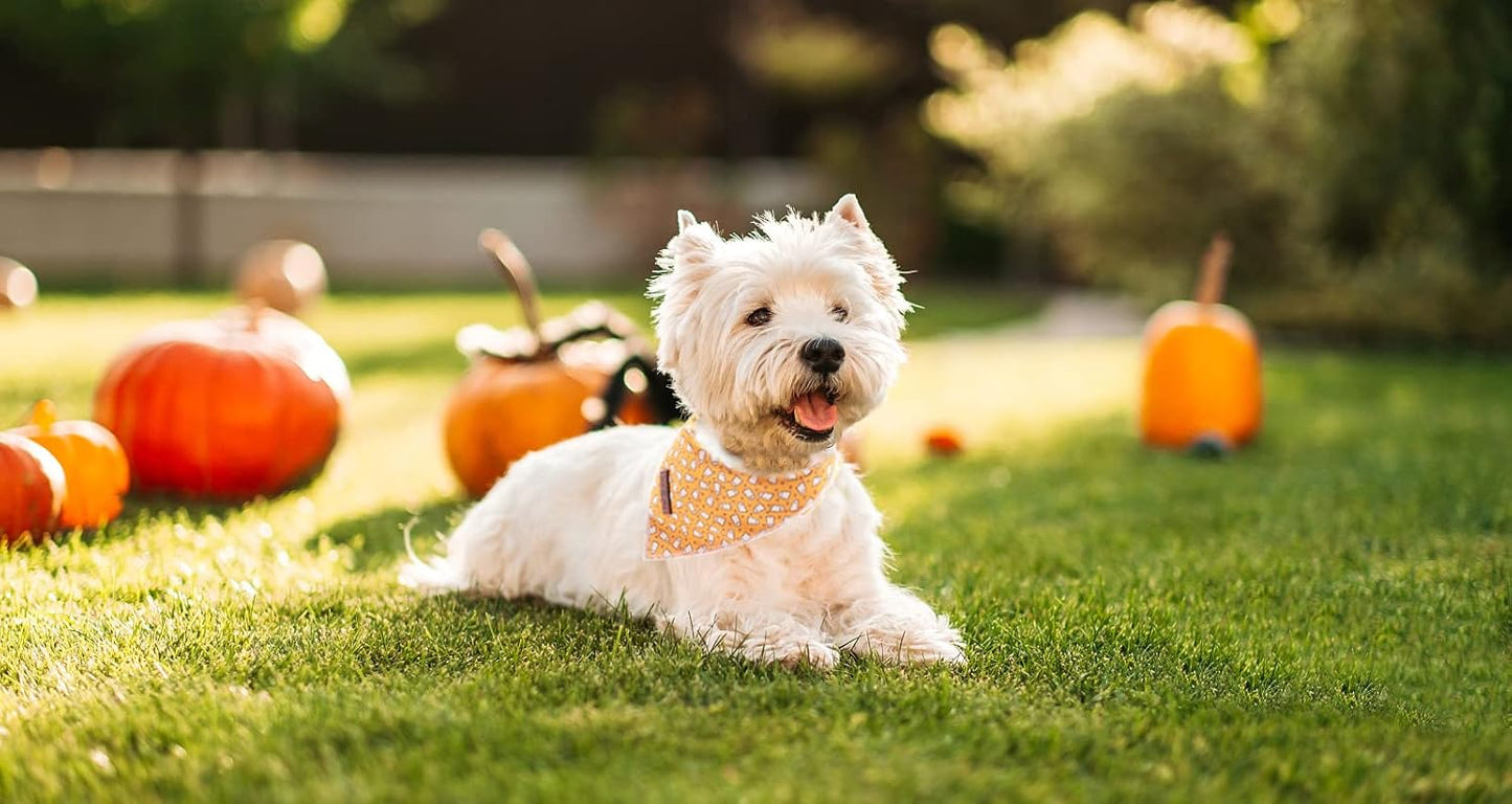 Lionet Paws Halloween Dog Bandana,Fabric Dogs Kerchief for Small Medium Large Dogs,Dog Cotton Triangle Bibs Scarf for Girl Boy