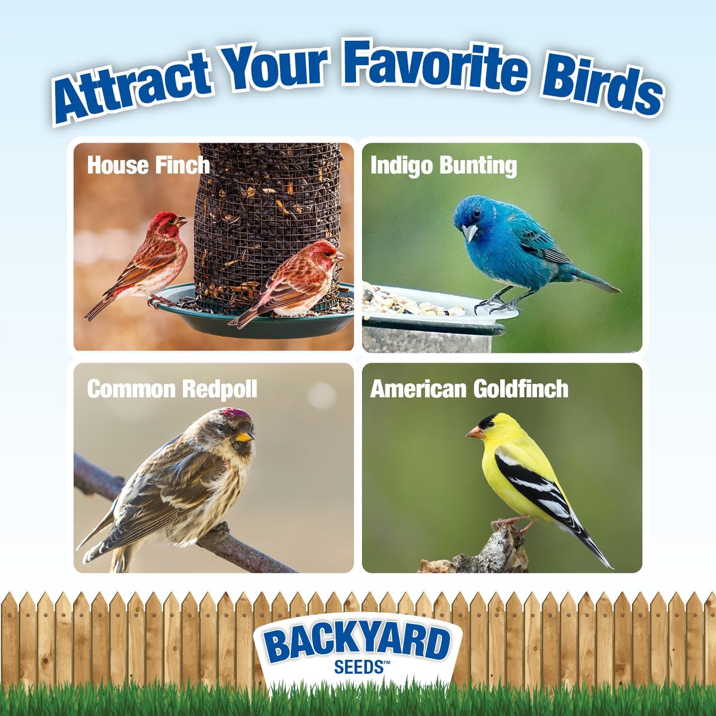 Thistle Seed for Finches – Premium Wild Bird Food for Goldfinches, Siskins & Small Songbirds | High-Energy, No-Filler, Cleaned Seed 7 lbs