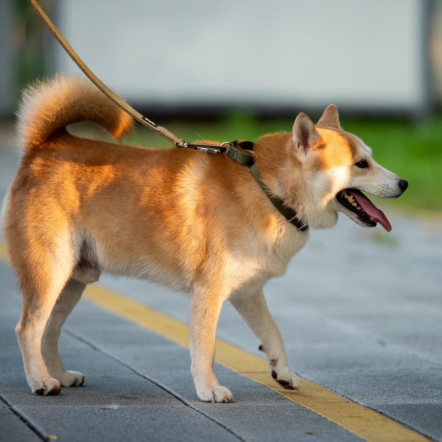 Hyhug Pets Premium Upgraded Heavy Duty Nylon Anti-Escape Martingale Collar for Boy and Girl Dogs Comfy and Safe - Professional Training, Daily Use Walking. (Army Green, Large)