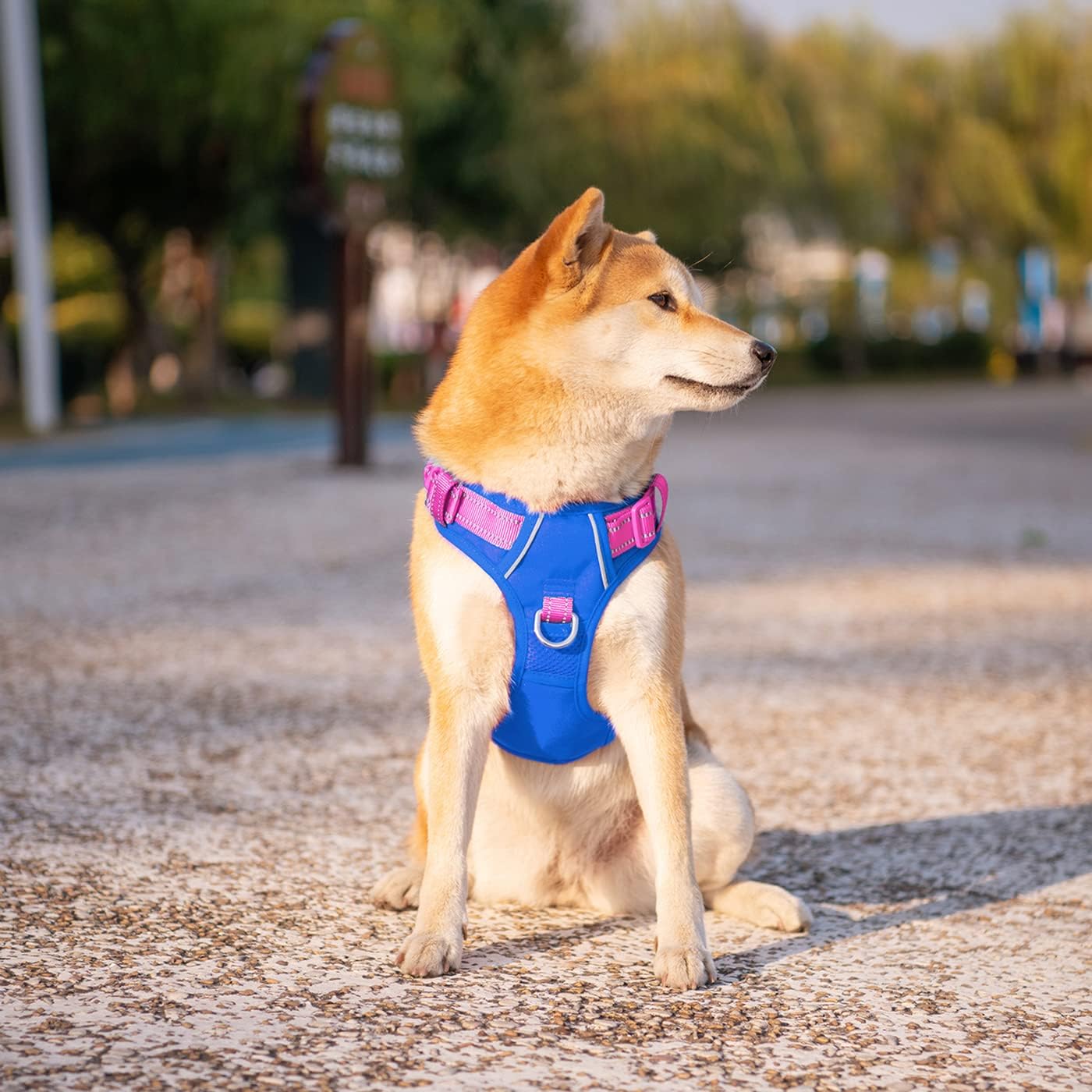 PHOEPET No Pull Dog Harness, Unique Colors Reflective Adjustable Dog Vest, with Soft Training Handle Metal Clips for Small Medium Large Dogs (Royal Blue Base & Pink Straps,M)