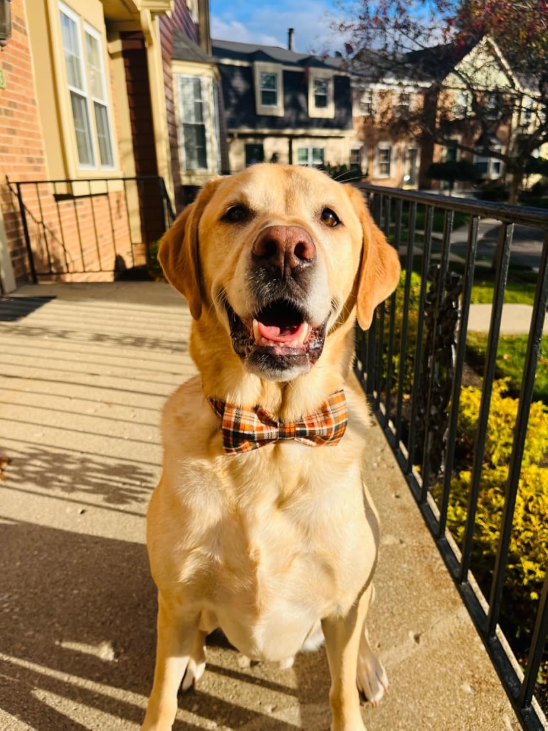 Lionet Paws Halloween Dog Collar with Bowtie - Cute Cotton Adjustable Fall Bowtie Dog Collar with Metal Buckle for Small Medium Large Dog Girl Boy Gift, M, Neck 13.5-22in