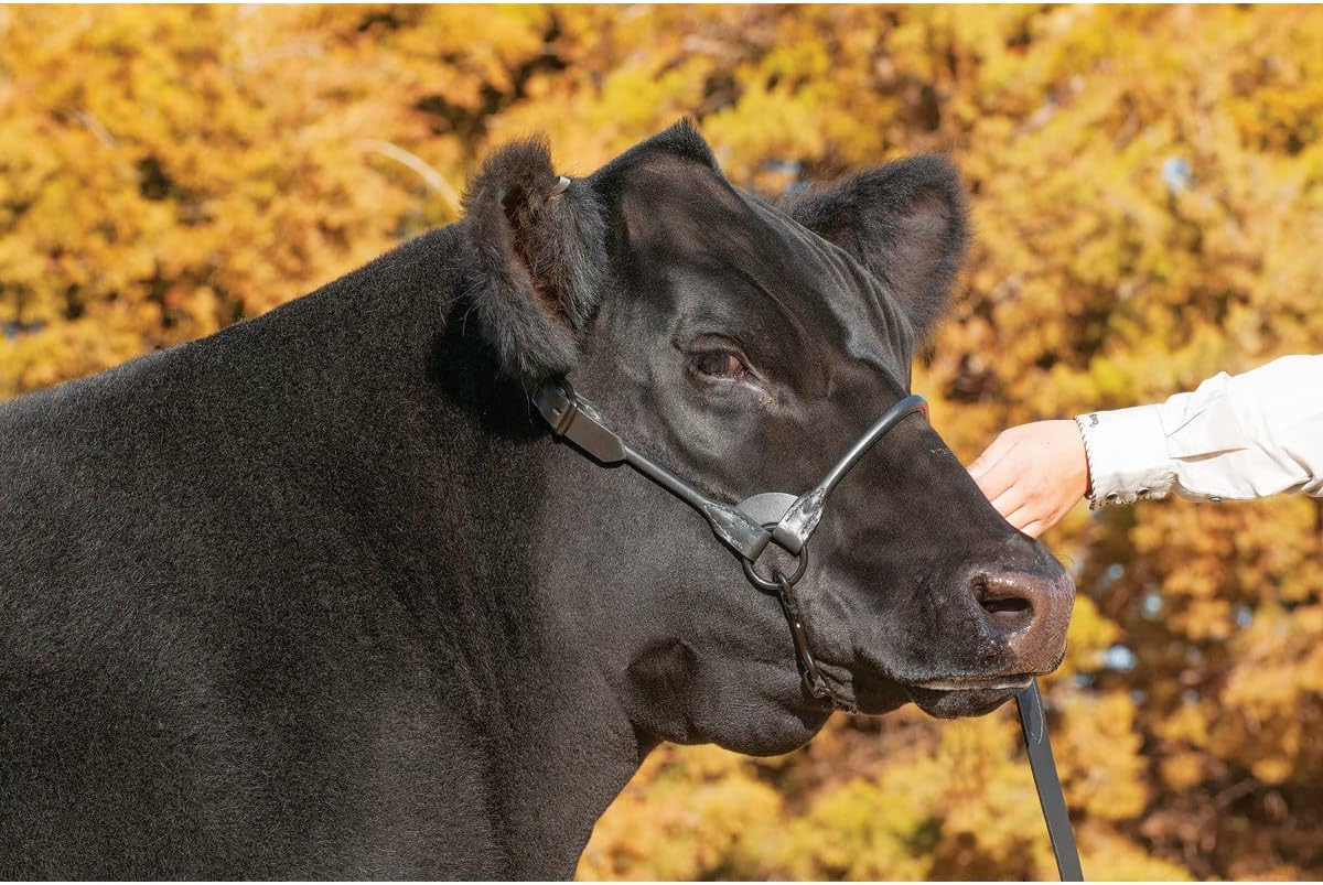 Weaver Livestock Leather Magic Show Cattle Halter, Adjustable, Modern Style Cow Calf Halter, Livestock Handling Equipment for Showing, Black