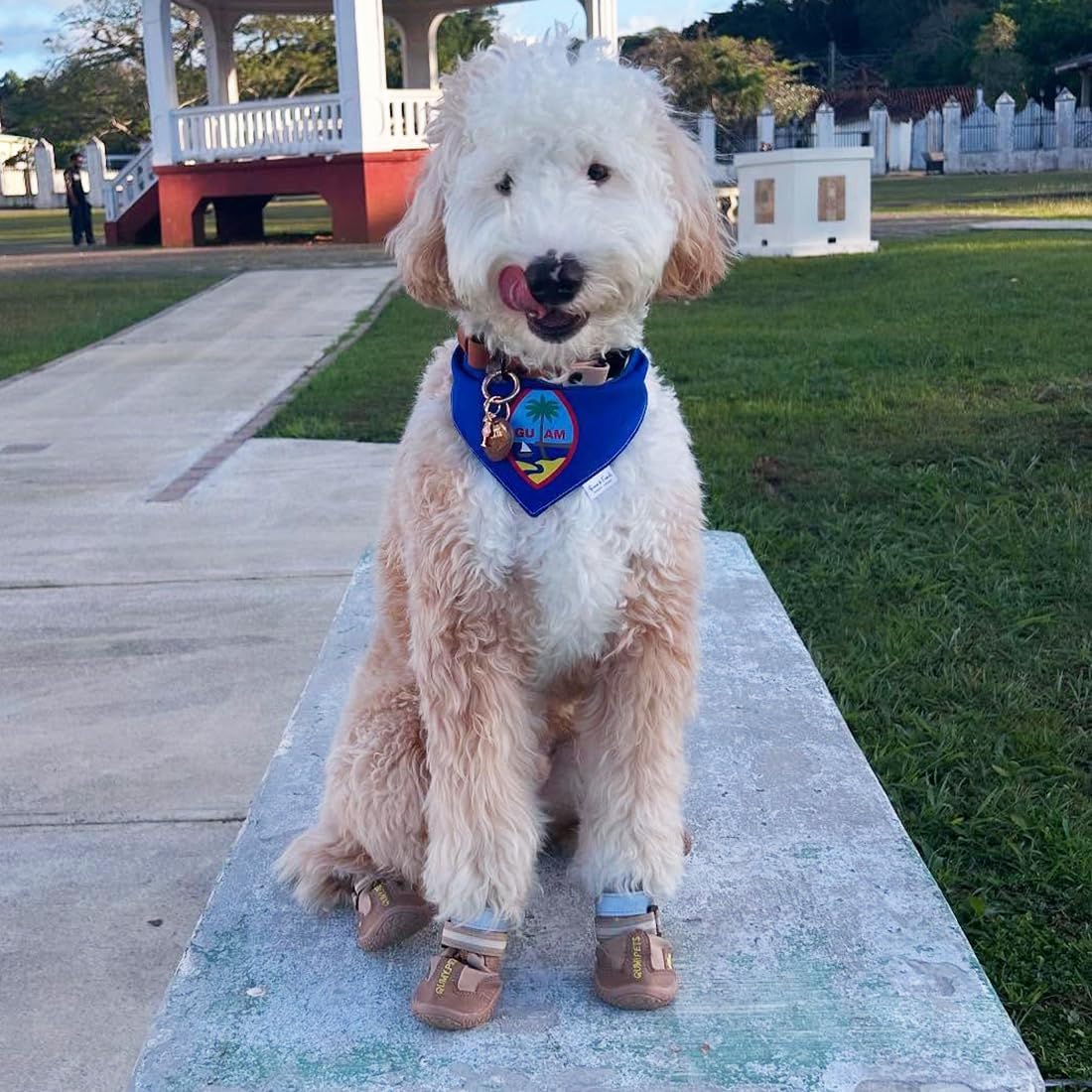 QUMY Dog Shoes for Large Dogs, Medium Dog Boots & Paw Protectors for Winter Snowy Day, Summer Hot Pavement, Water-Resistant in Rainy Weather, Outdoor Walking, Indoor Hardfloors Skid-Resistant Sole