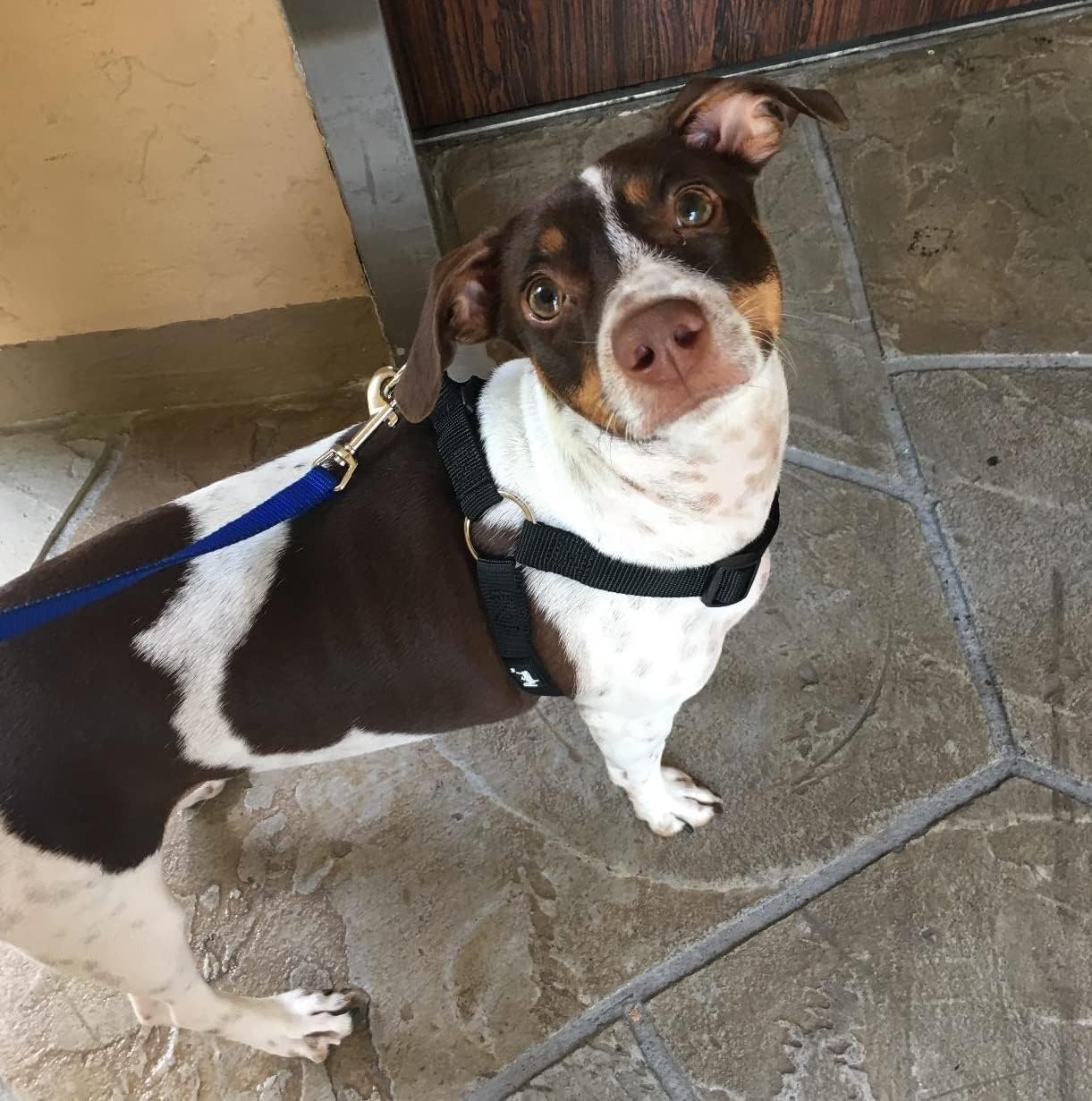 PUPTECK No Pull Dog Harness Soft Adjustable Basic Nylon Step in Puppy Vest Outdoor Walking with ID Tag Medium