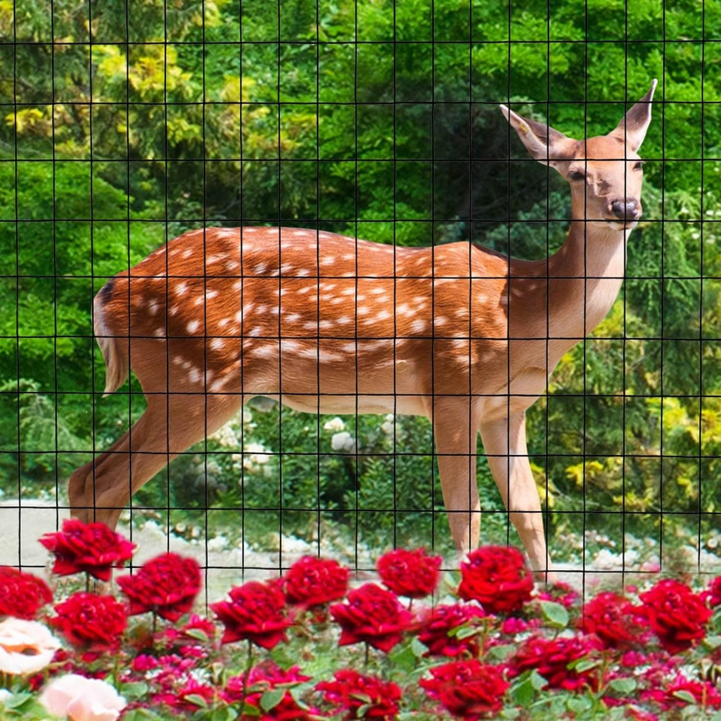 Black PVC Coated Welded Wire Fence 36 Inch x 25 Foot, 2 Inch x 3 Inch 16GA, Garden Border Fencing Roll Vinyl Coating Metal Wire Mesh for Yard Vegetable Plant Protection Poultry Netting