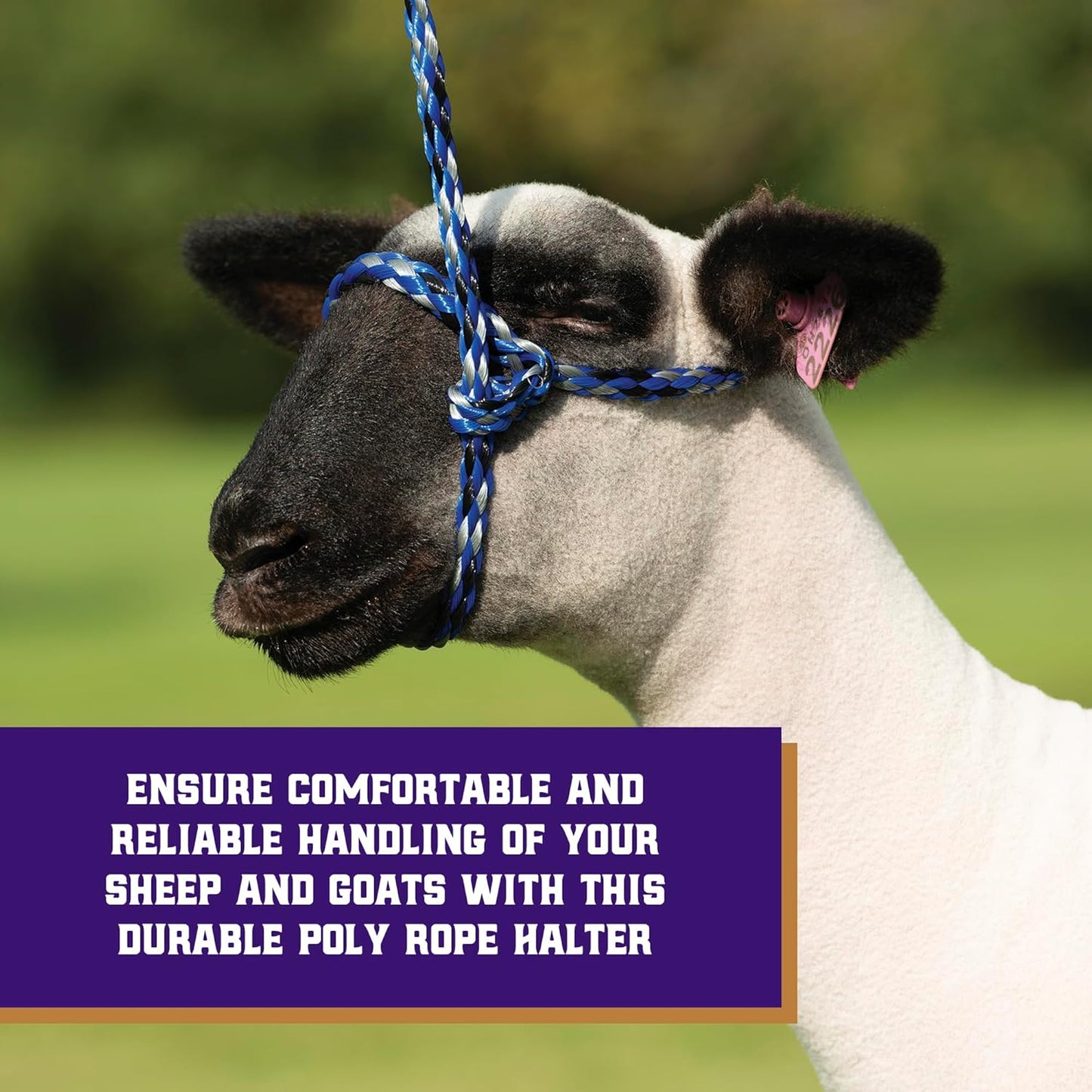 Weaver Livestock Poly Rope Sheep Halter, Modern Style Braid Sheep and Goat Rope Halter, Adjustable Lamb Halter Lead, Livestock Sheep Showing Supplies