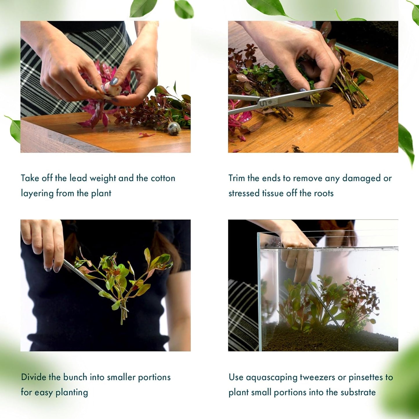 SubstrateSource Live Plant - Tall Grass, Vallisneria Torta - Easy Care, Moderate to High Light, Bright Green Accent, Freshwater Aquatic Plant for Aquascaping - Lead Bunch