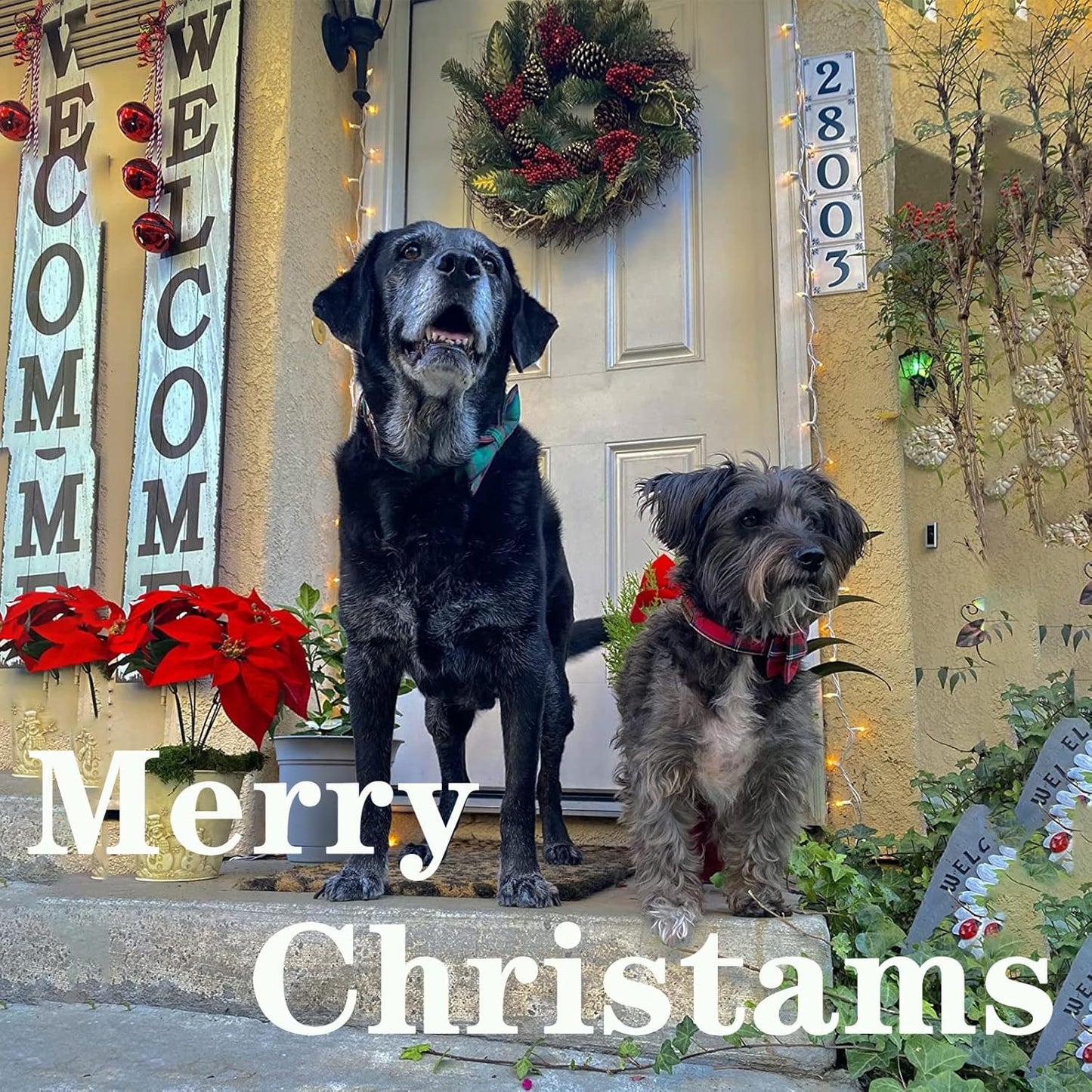 Unique style paws Dog Collar with Flower Tie Christmas Dog Collar for Small Medium Large Dogs with Adjustable Metal Buckle -XS