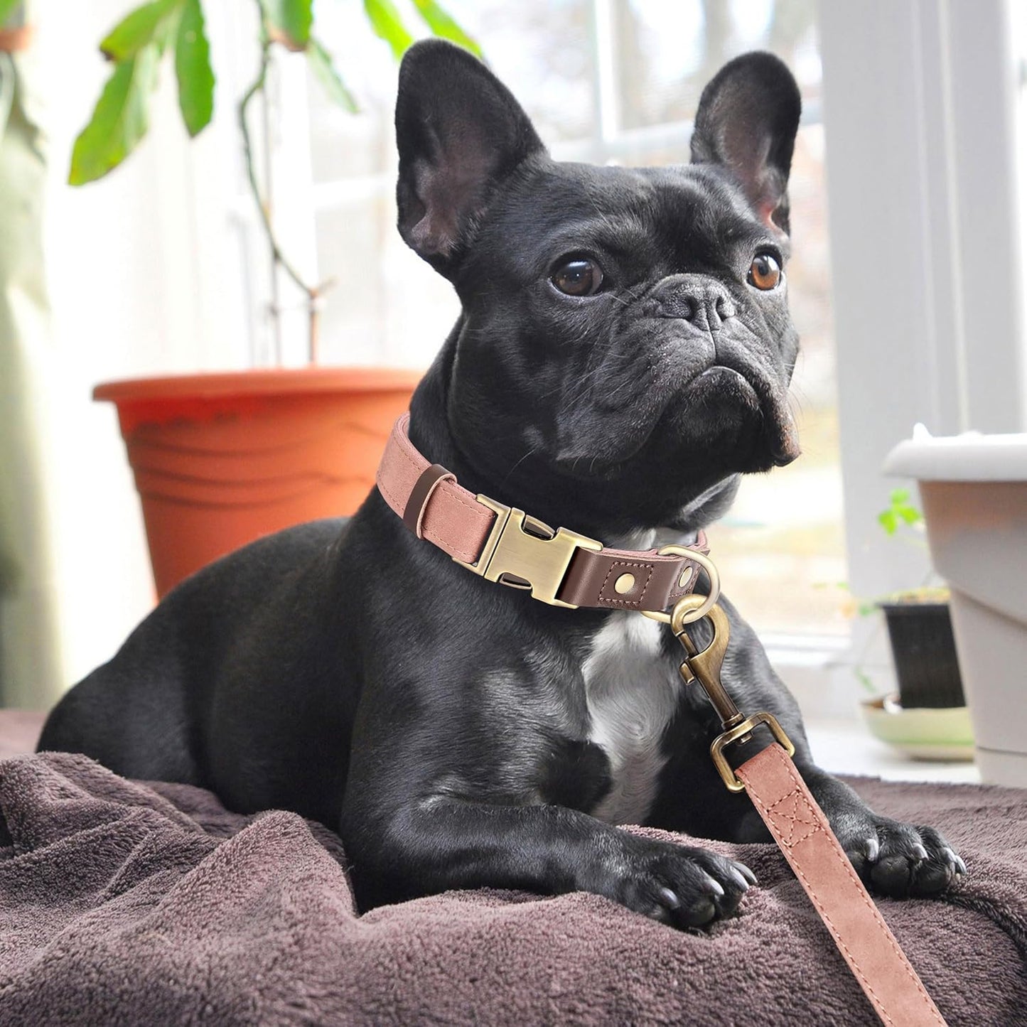 Didog Soft PU Leather Dog Collars for Medium Dogs,Classic Adjustable Dog Collars with Quick Release Metal Buckle,Easy Clean and Comfortable with Nylon Lining,Pink,M Neck 13-19"