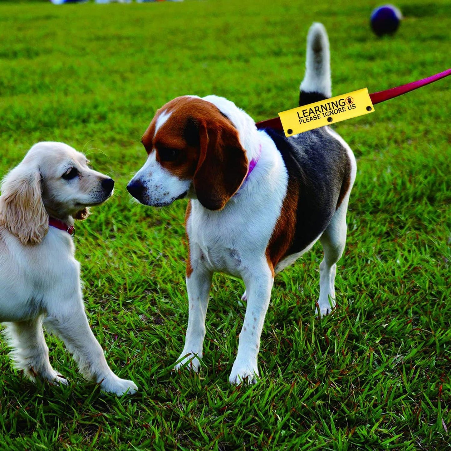 Funny Dog Leash Sleeve Learning Please Ignore Us Dog Leash Wrap Sleeve Alert Tag Pet Birthday Gift (Learning Ignore-YE Sleeve)