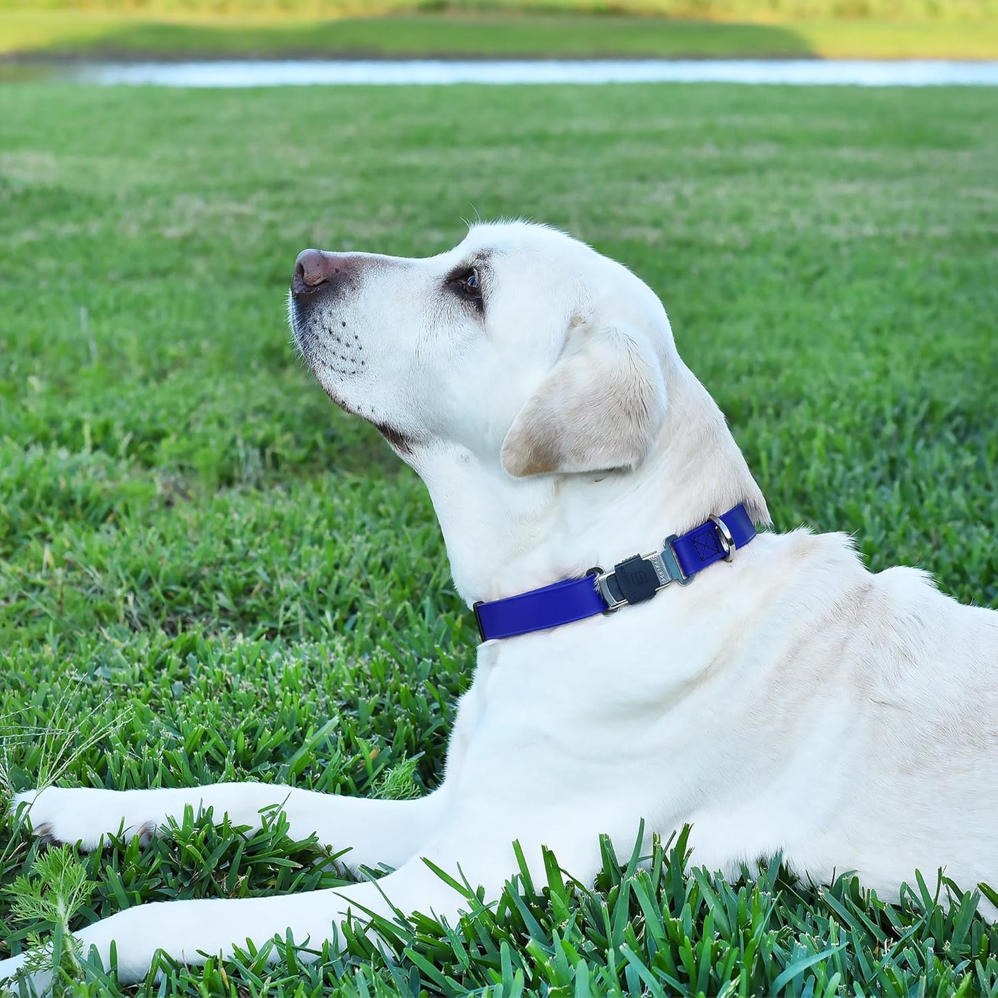 Dogline Biothane Waterproof Dog Collar with Herm Sprenger Stainless Steel Quick Release Buckle – Heavy Duty Tactical Durable Collar for Dogs – Comfortable and Safe Pet Collar W 3/4" L 12-19" Blueberry