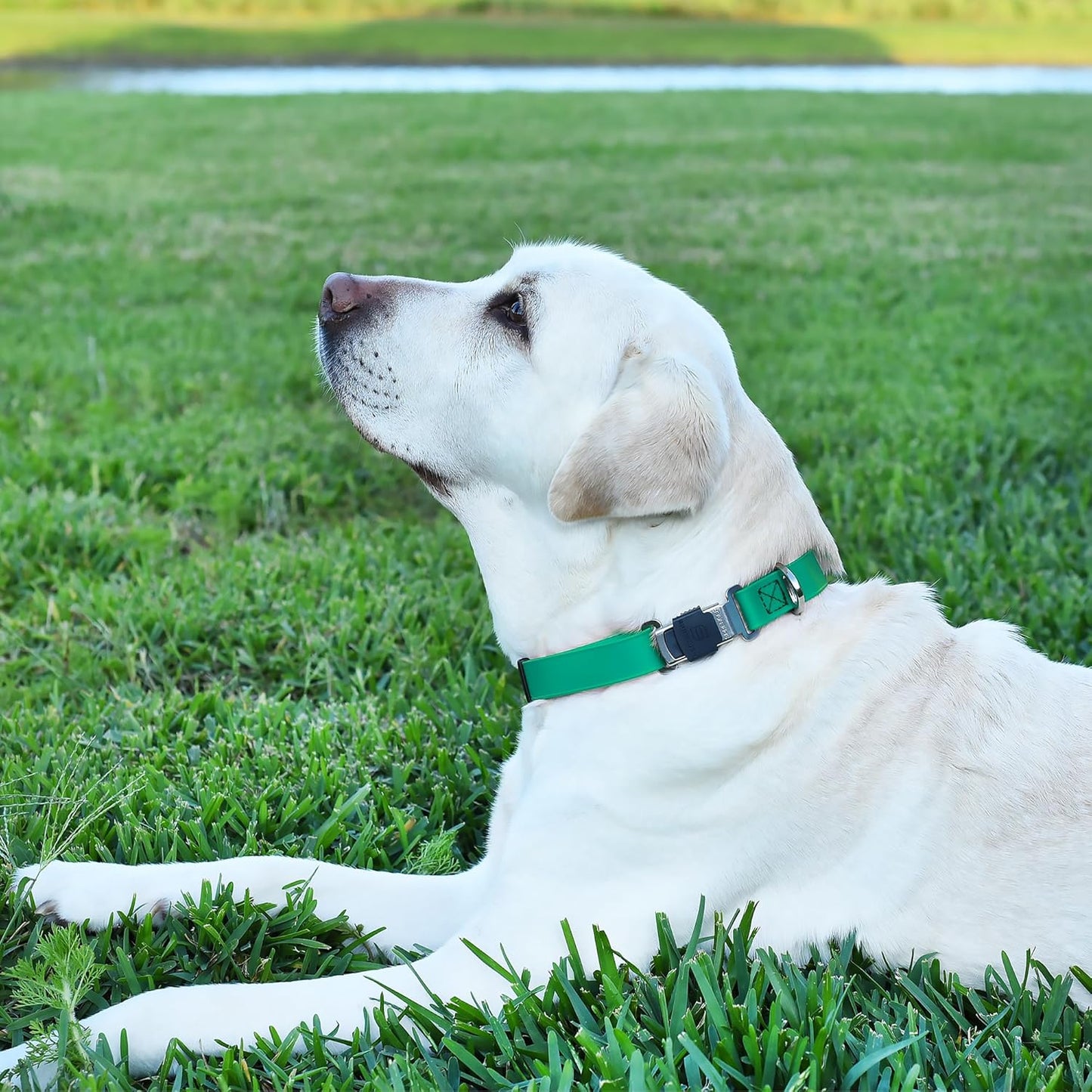 Dogline Biothane Waterproof Dog Collar with Herm Sprenger Stainless Steel Quick Release Buckle – Heavy Duty Tactical Durable Collar for Dogs – Comfortable and Safe Pet Collar, W 1" L 15-25", Teal