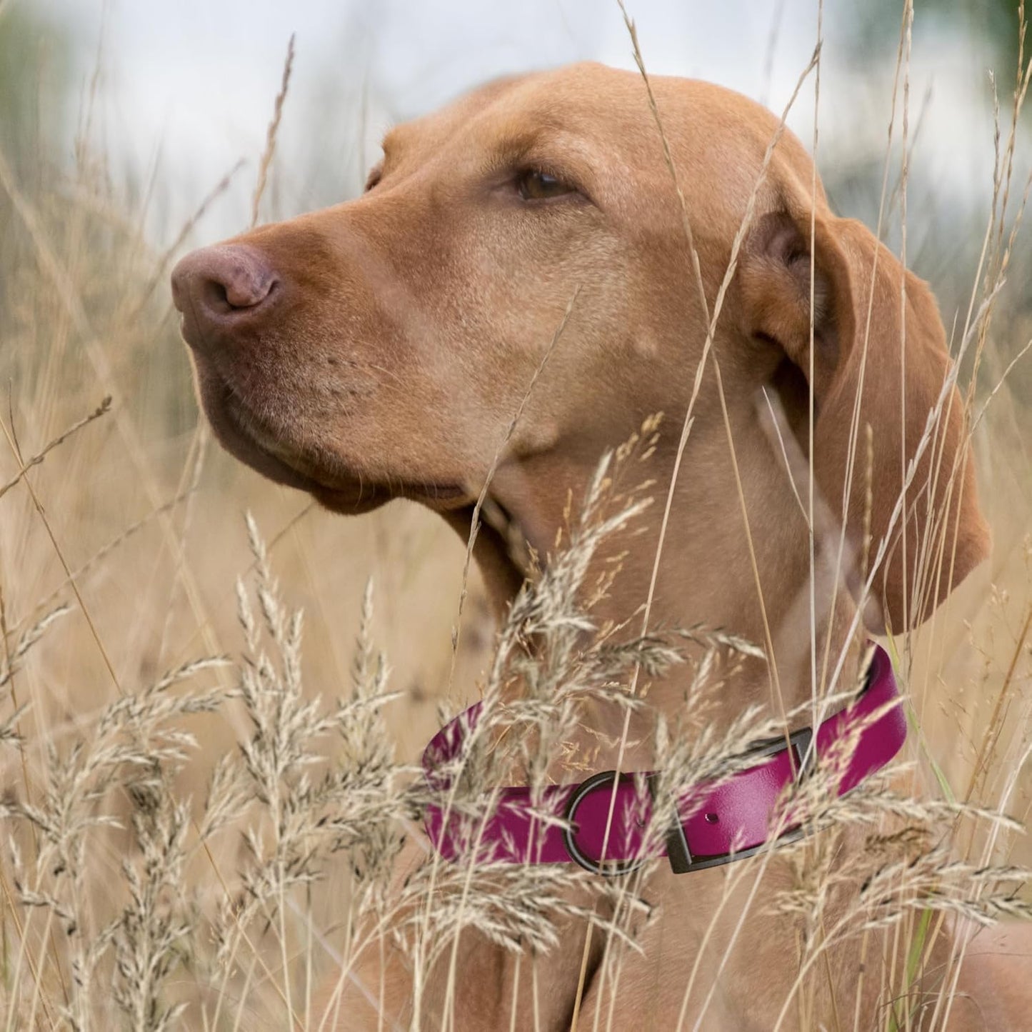 Dogline Biothane Waterproof Dog Collar Strong Coated Nylon Webbing with Black Hardware Odor- Proof for Easy Care Easy to Clean High Performance Fits Small Medium or Large Dogs, Magenta Pink