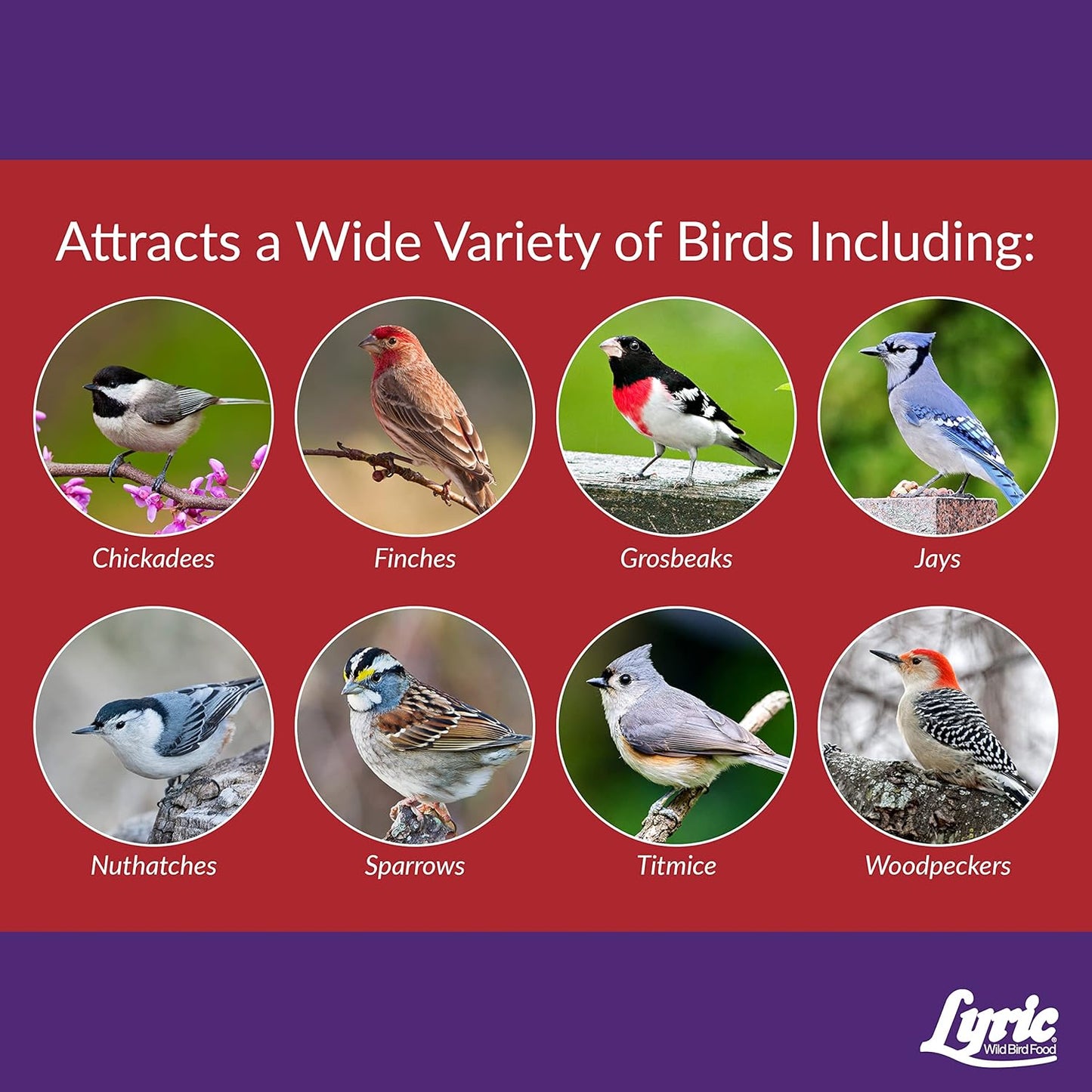 Lyric Delite Wild Bird Seed for Outside Feeders - No Waste Bird Food, Nuts & Seeds Mix, Attracts Buntings, Chickadees & Finches, 10 lb (Pack of 2-5 lb Bags)