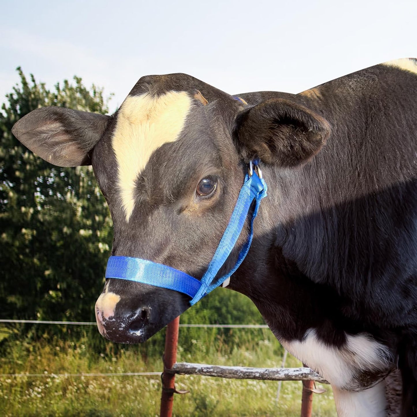 XUANNIAO Easily Adjustable Figure 8 Cow Halter, Double-Ply Premium Livestock Cattle Halters, Colorful Cow Utility Calf Halter with Leading Rope for Miniature Horse Donkey Goat Foal (Medium, Blue)