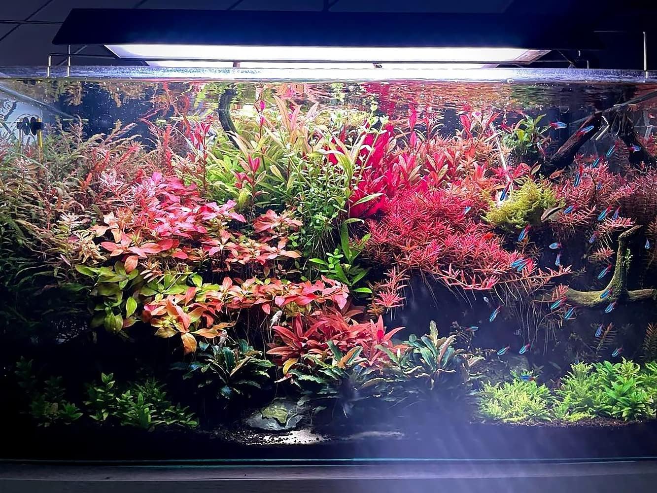 SubstrateSource Live Aquarium Red Stem Plants - Freshwater Aquatic Plant for Fish Tanks, Aquascaping - (Lemon Bacopa Caroliniana, 4 Bunches)