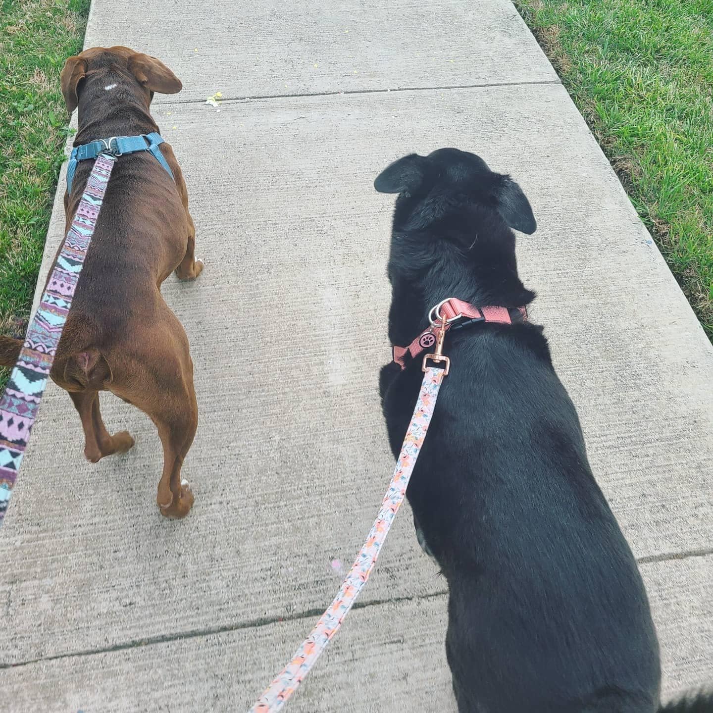 PUPTECK No Pull Dog Harness Soft Adjustable Basic Nylon Step in Puppy Vest Outdoor Walking with ID Tag LightCoral