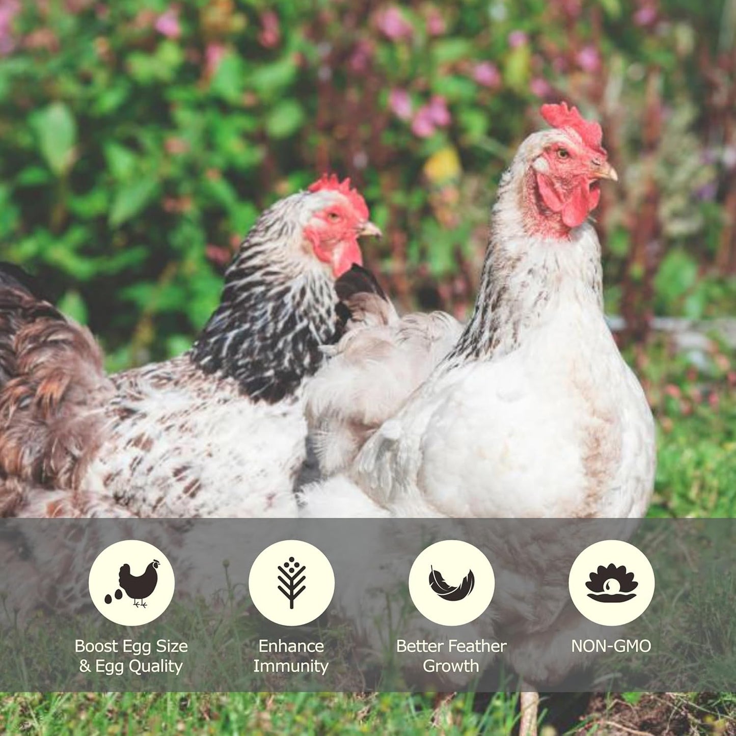 10LB Dried Mealworms, High Protein Meal Worms for Poultry, Wild Birds, Hedgehogs, Hamsters, Reptiles, Great Chicken Food, Bird Food