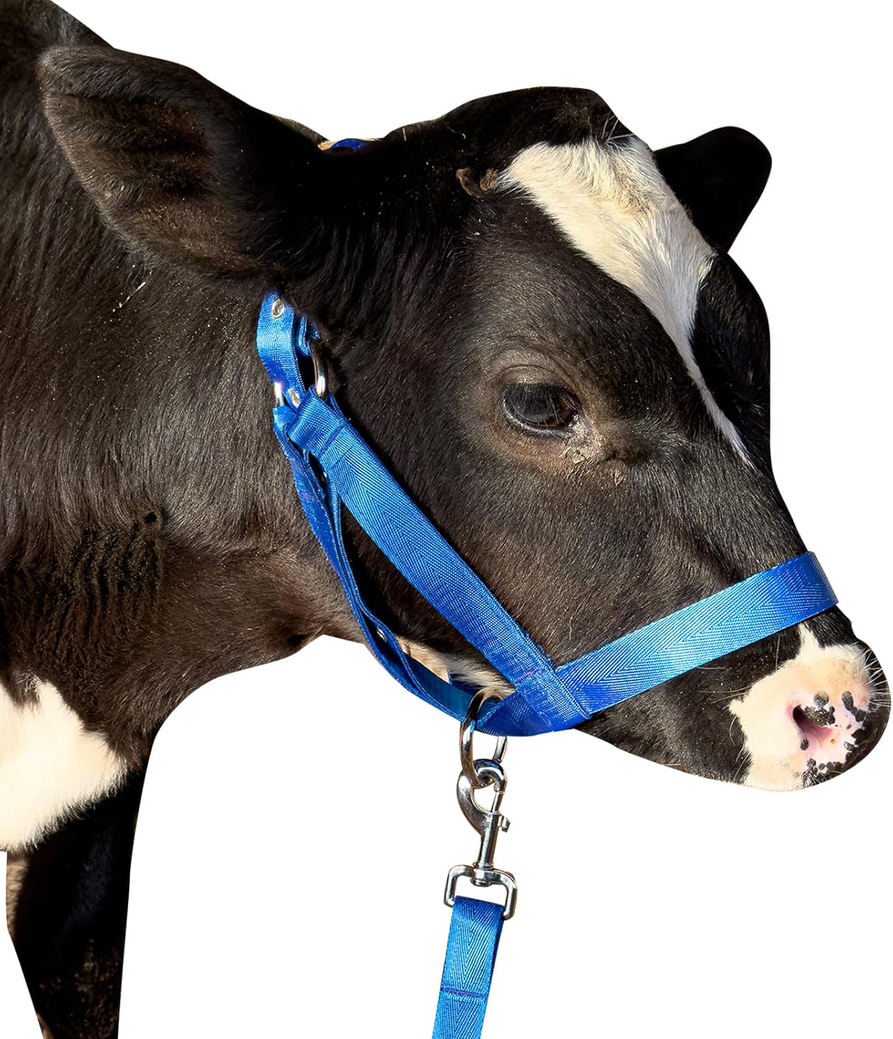 XUANNIAO Easily Adjustable Figure 8 Cow Halter, Double-Ply Premium Livestock Cattle Halters, Colorful Cow Utility Calf Halter with Leading Rope for Miniature Horse Donkey Goat Foal (Large, Blue)