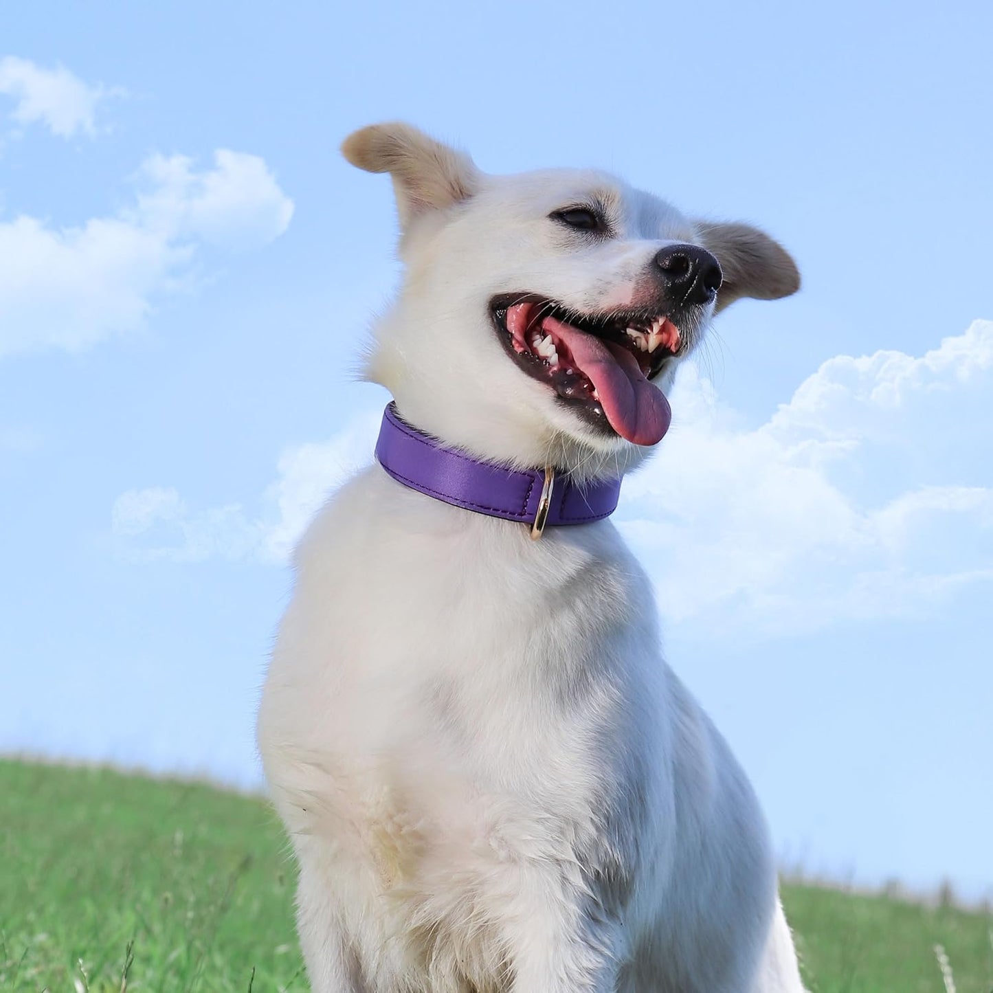 Didog Soft Padded Dog Collars for Small Dogs, Lightweight and Breathable Purple Dog Collar with Metal Buckle, Purple, M